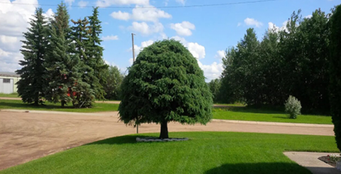Tree service image Tree care company