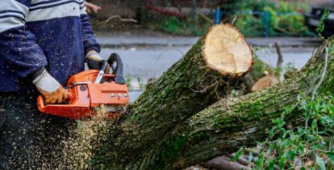 tree removal