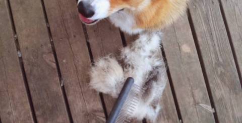 Pet Hair Cleaning Tips to Help with Spring Shedding