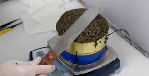 Black Caviar Black Caviar