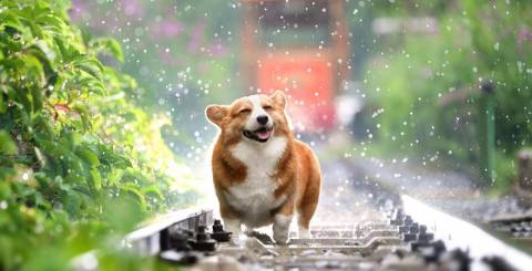 Dog Dog