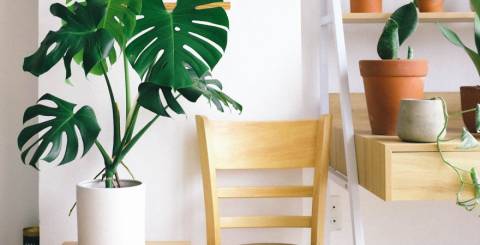 Indoor houseplant