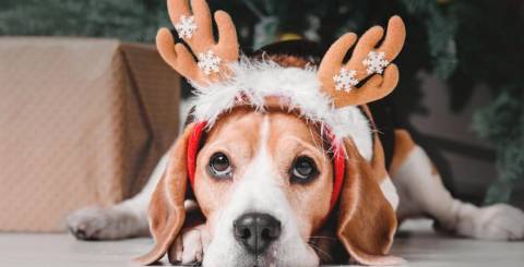 Christmas dog