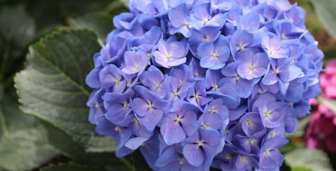 Hydrangeas