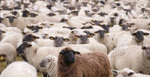 sheep