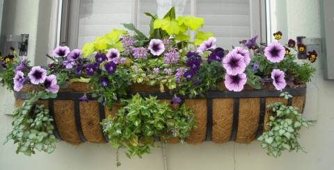 Types of Planters for Window Box Gardening Window Box