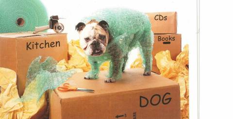Things to Consider When Moving with a Pet moving with pets