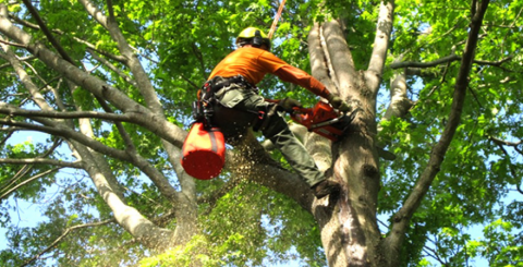 tree trimming service