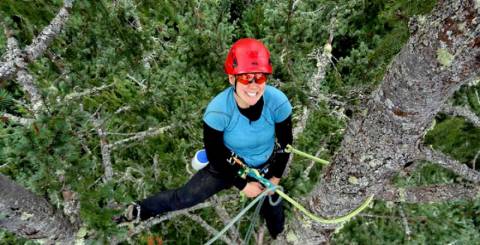 Arborist Melbourne at top of Pine tree