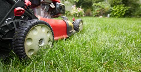 Perfect Lawn With No Weeds Red Lawn Mower Cutting the Lawn