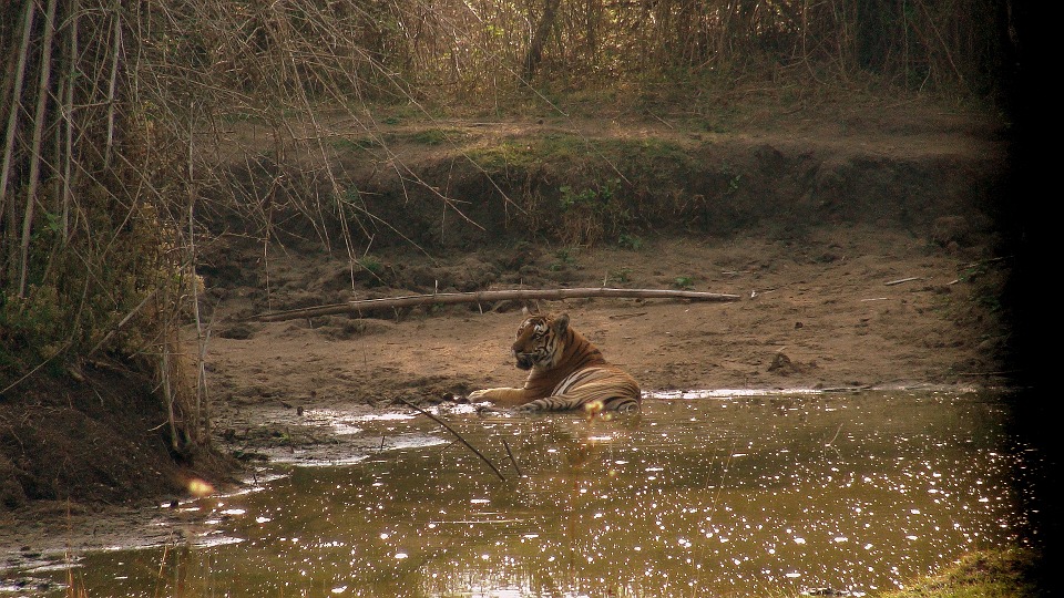 Indian Tiger