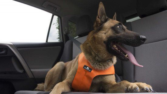 Brown Dog Relaxing In Car