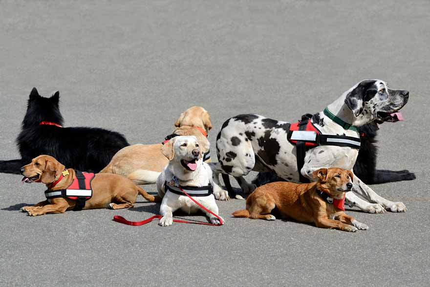 therapy dogs