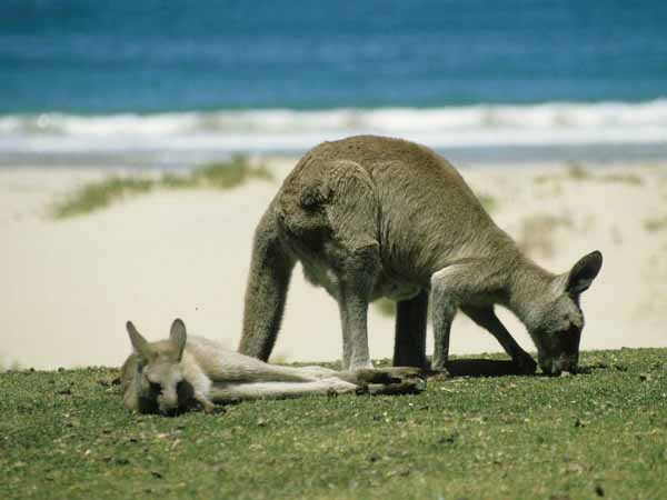 Kangaroo Island, Australia