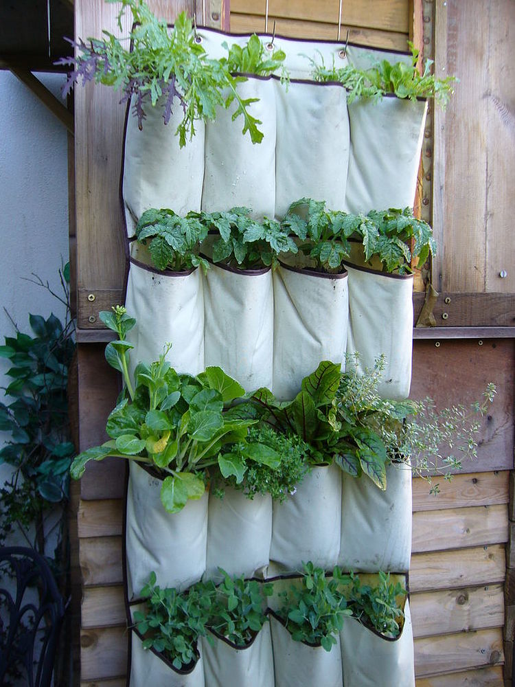 Make your own vertical garden out of a simple shoe holder pocket! vertical garden